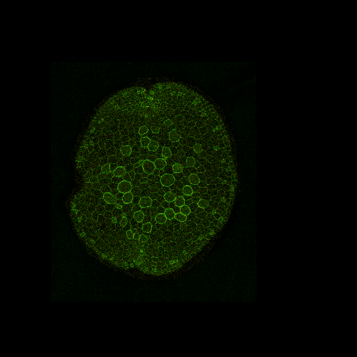 MpBHLH1