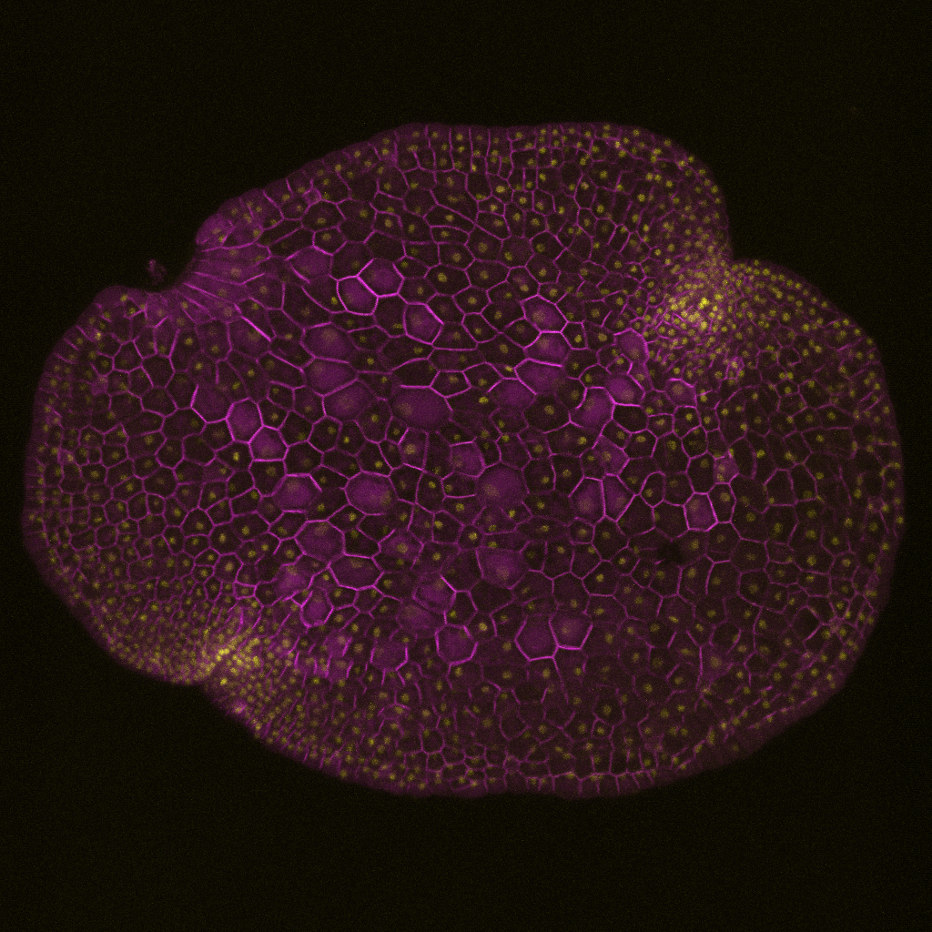 MpCCAAT-NFYB5