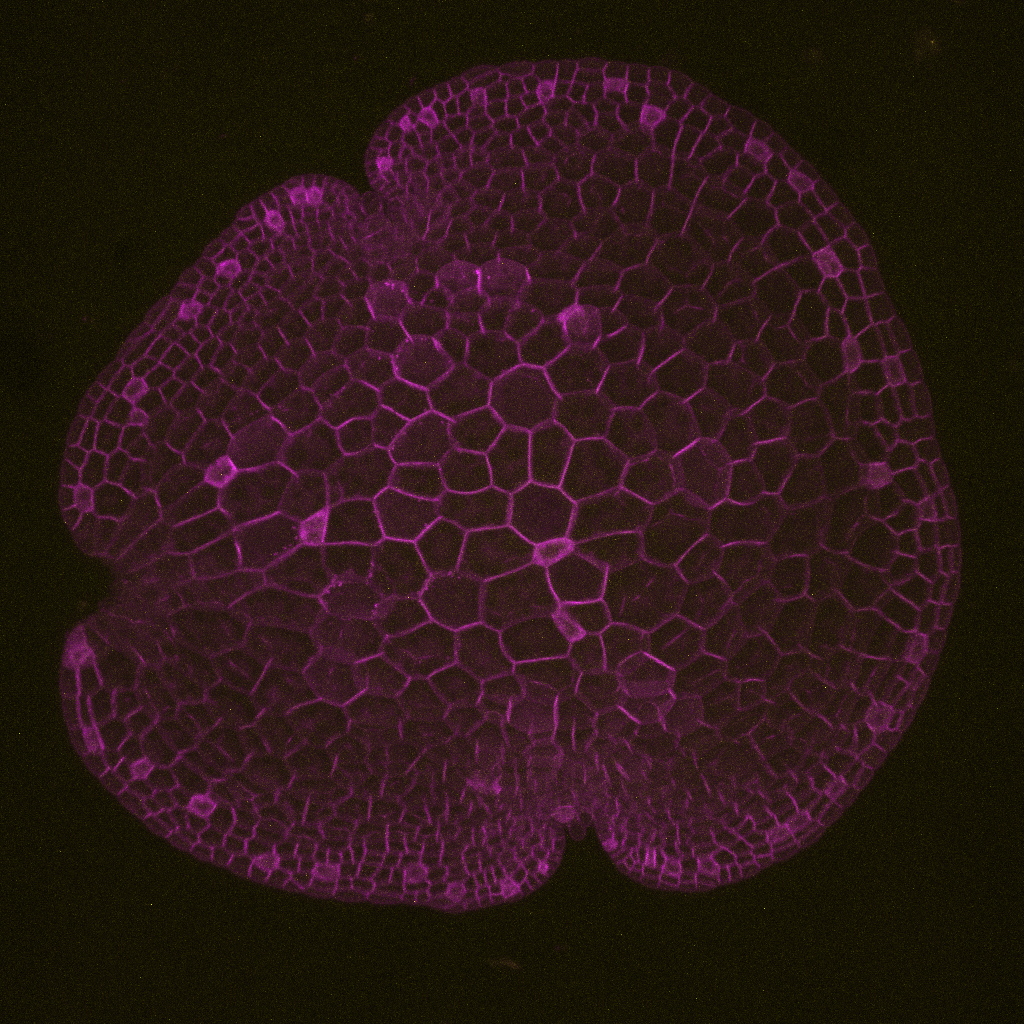 MpCCAAT-NFYC2
