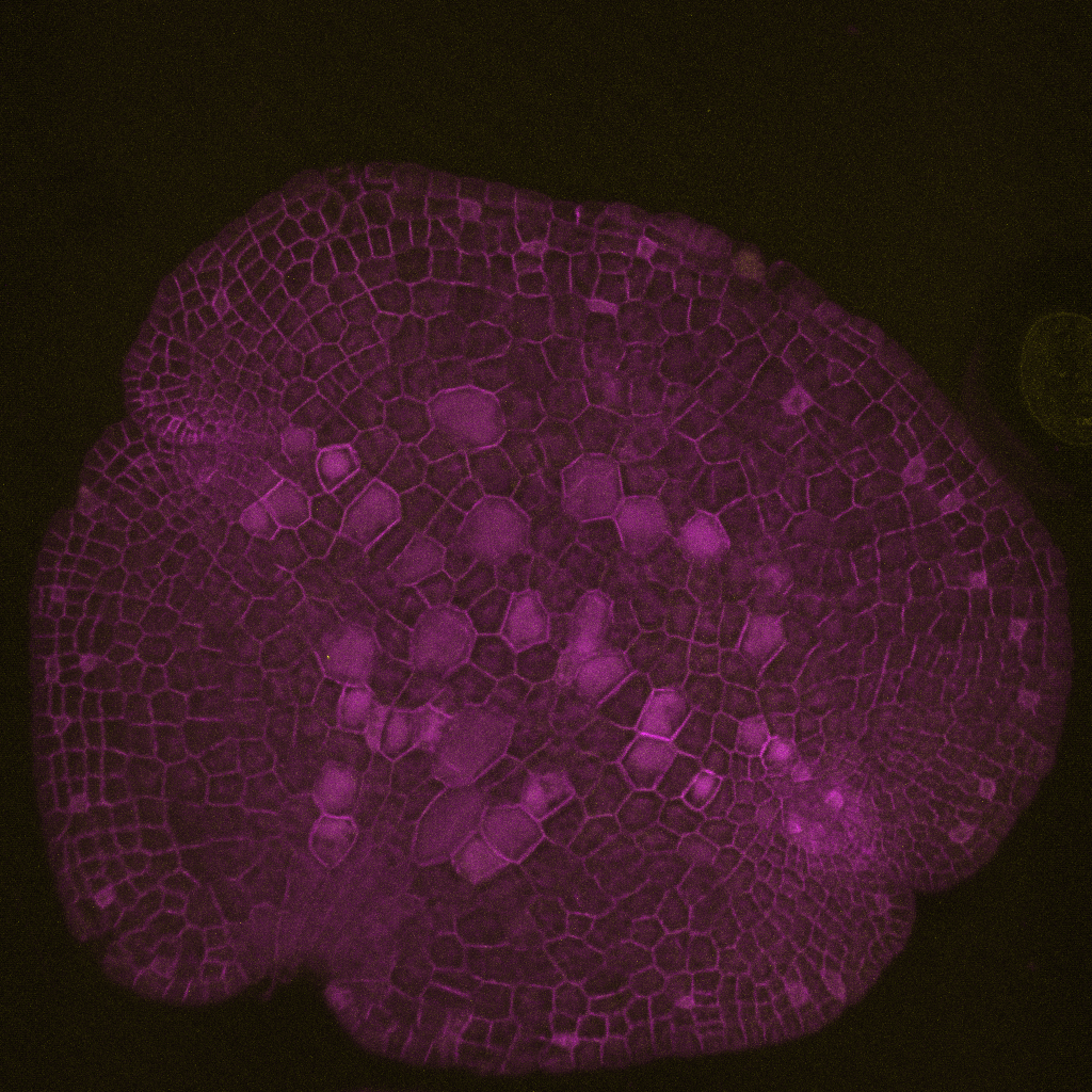 MpCCAAT-NFYC3