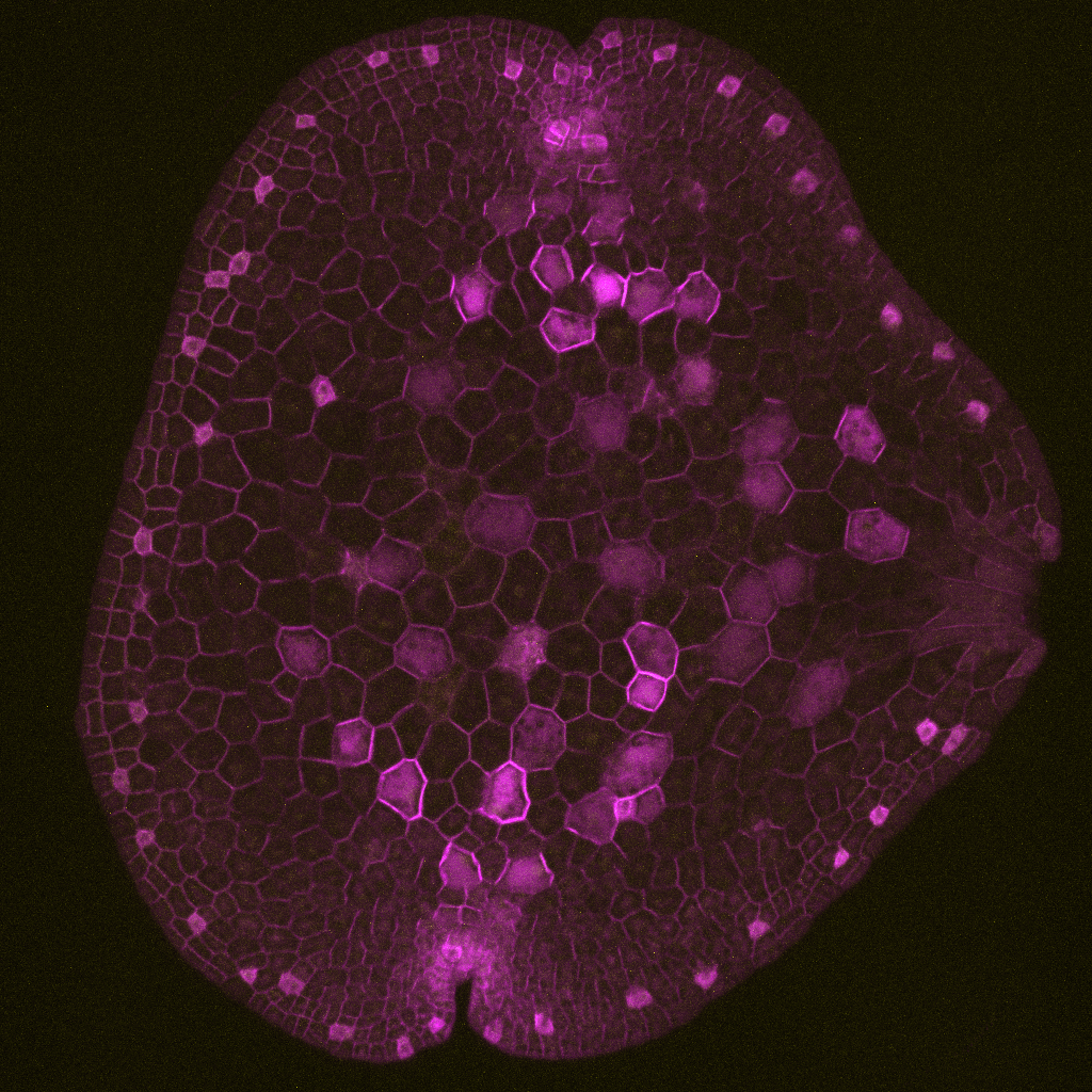 MpTCP1
