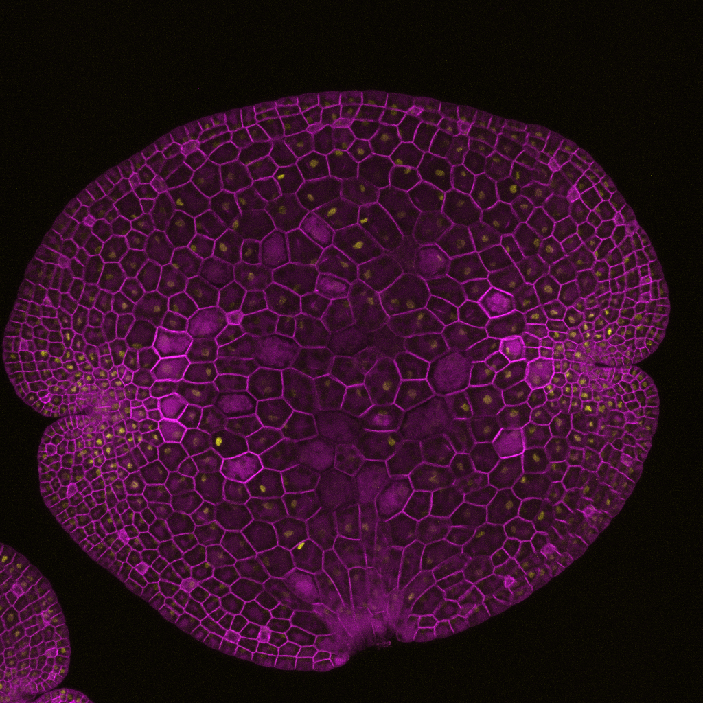 MpTRIHELIX11