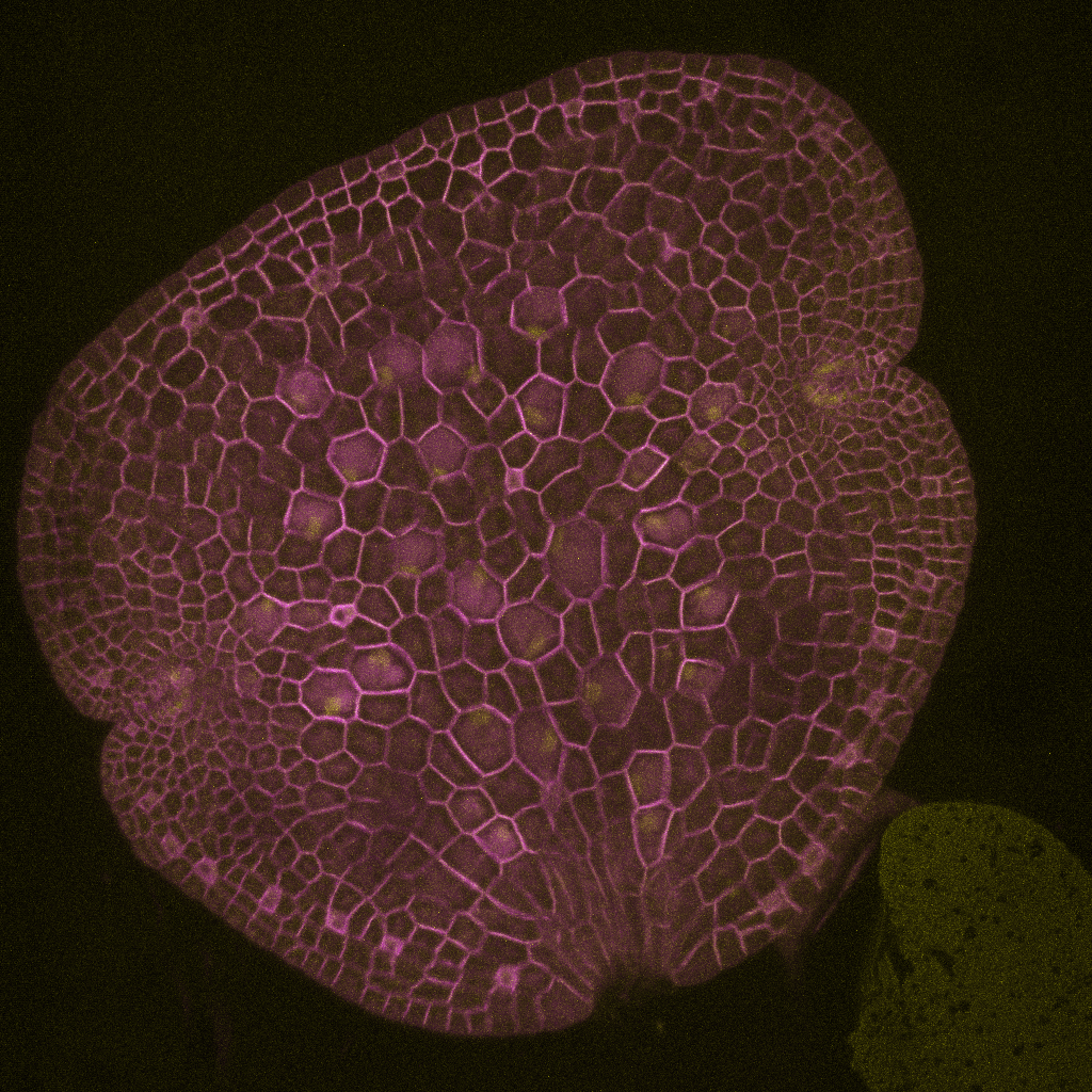 MpTRIHELIX15