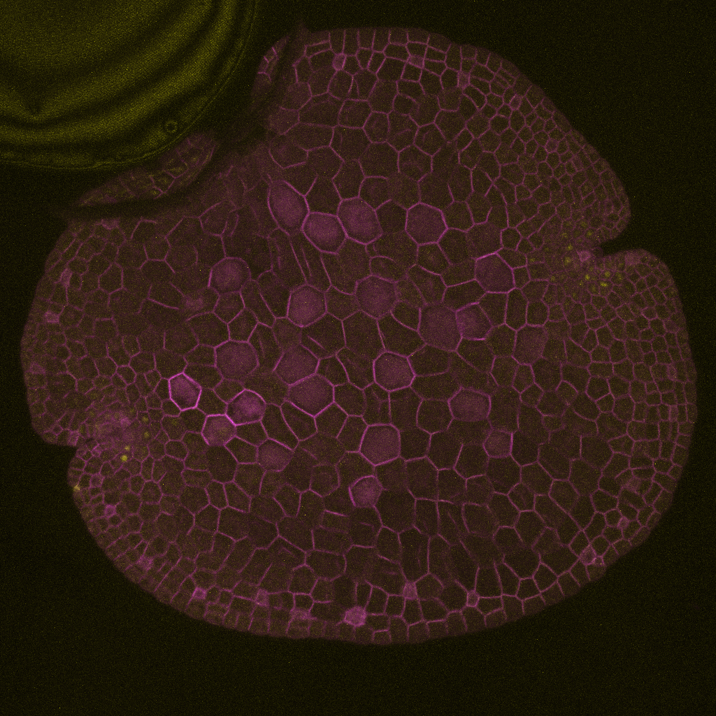 MpTRIHELIX1