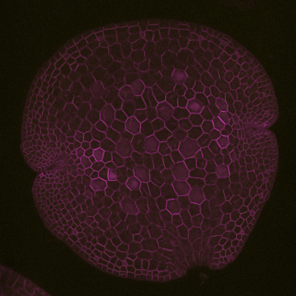 MpTRIHELIX28