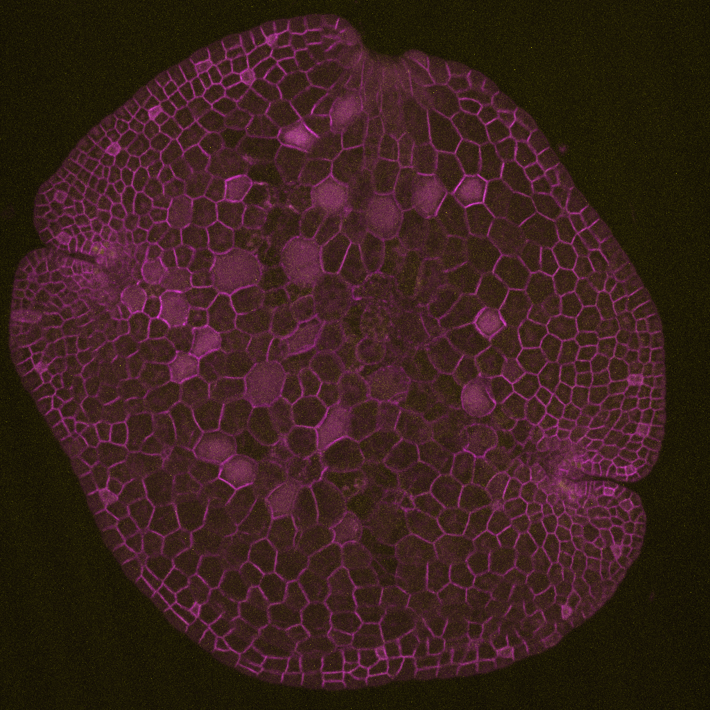 MpTRIHELIX35